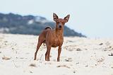 PINSCHER NAIN 043